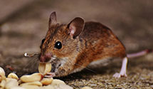 24 Hour & Emergency Exterminators in Chester, VA